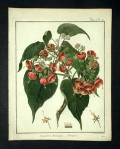 Himalayan Mint Colquhounia coccinea Engraving Original Botanical Print - Picture 1 of 3