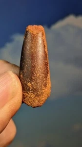 Rebbachisaurus Dinosaur Tooth. 100 Million Years Old 33mm. As Shown. Boxed - Picture 1 of 7