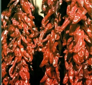 Southwest Red Chili Peppers Plant Drying Bunches Postcard - Picture 1 of 4