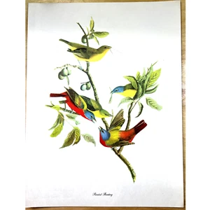 Audubon Birds of America Painted Bunting Original Print Vtg 1950 Peterson 9 x 12 - Picture 1 of 6