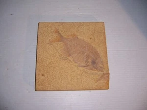 Nice 6 3/4" Long x 3" Fossil Fish and Part of Smaller Fish - Picture 1 of 6