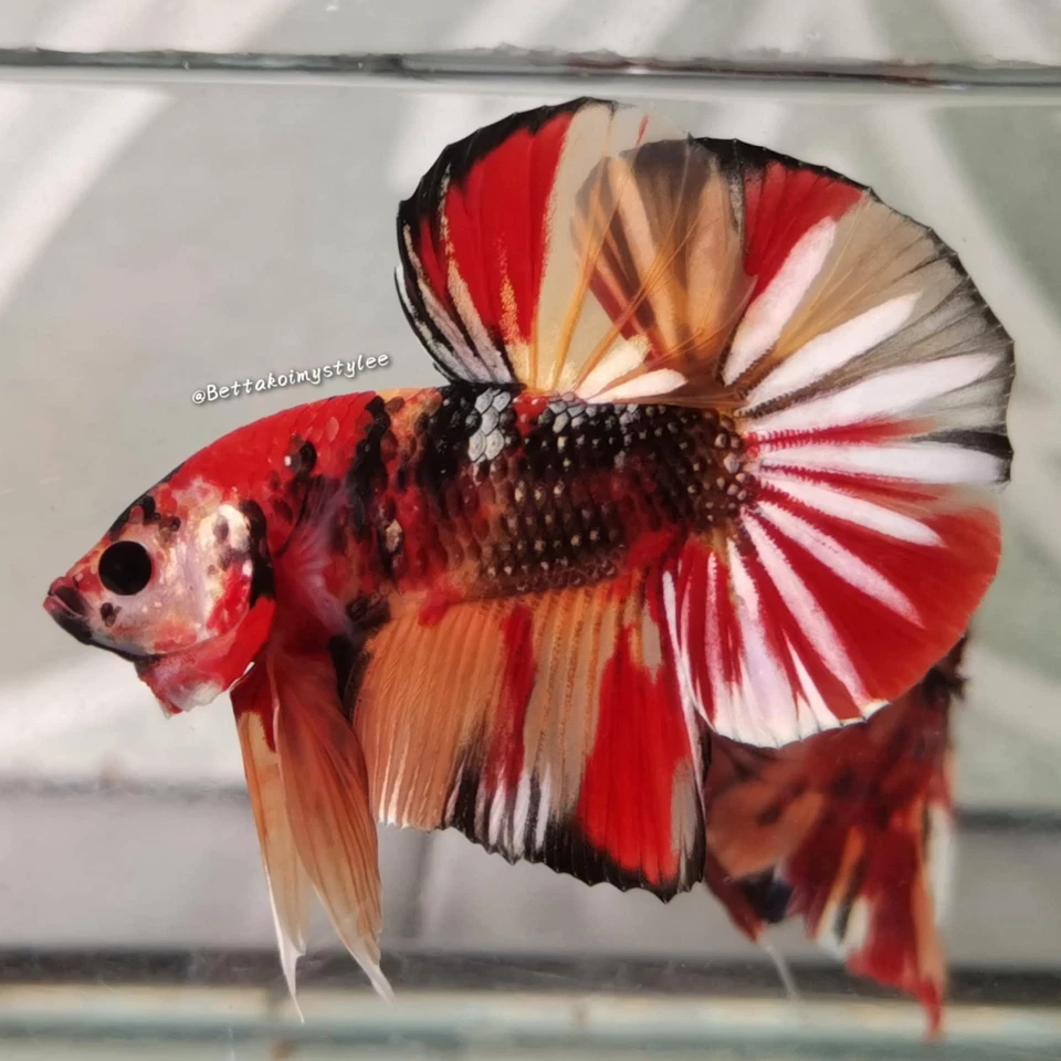 Male Koy - Image 1 of 1