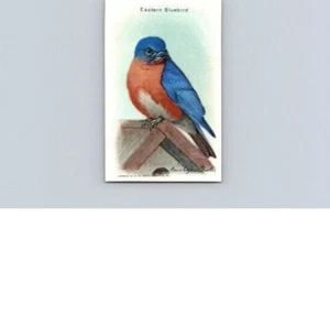 1938 Arm & Hammer Useful Birds of America 9th Series Eastern Bluebird No 10 - Picture 1 of 2