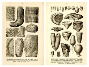 1910 FRAAS PREHISTORIC FOSSILS LITHOGRAPHS protozoans, conifers, sponges - Picture 1 of 5