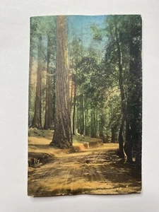 Vintage California Forest Postcard Posted 1972 #4 - Picture 1 of 2