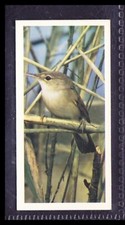REED WARBLER - 45 + year old English Tobacco Card # 21