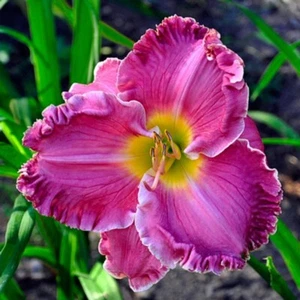 SONG WRITER Daylilies 3 fans Return and multiply yearly World's Finest - Picture 1 of 1