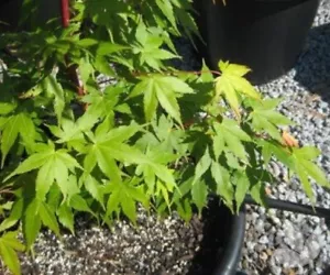 Rare Acer palmatum Bonsai, Japanese Maple, Small Leaf – 40x Fresh Viable Seeds - Picture 1 of 1