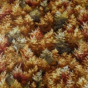 Forest Trees, Brown, Rust, Cream & Metallic Gold, Naturescape, Cotton BTY - Picture 1 of 3