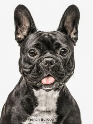 LARGE-SIZED CAR DECALS - FRENCH BULLDOG - Image 1 of 2