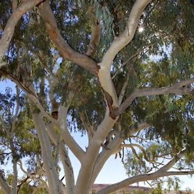 50 semillas de eucalipto Camaldiensis árbol flor flores perennes semilla EE. UU. VENTA 1379 Foto 1 de 4