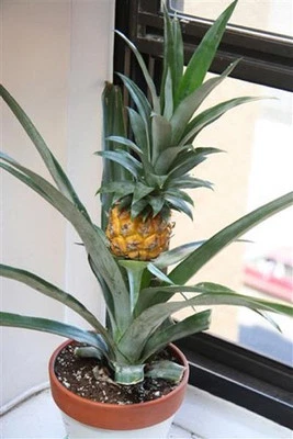 10x Mini Ananas Comosus Zwergananas BABYANANAS Obst Samen A387 - Bild 1 von 4