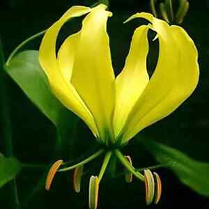10 Graines fraiches de Glorosia Superba jaune - Lis de Malabar