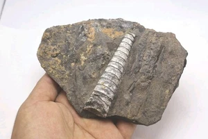 Placa fósil de Ortoceras Devónicas - Auténticos fósiles de Marruecos de Marruecos - Imagen 1 de 9