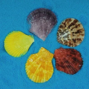 20 stücke bunten muscheln dekorationen - muschel muscheln handwerk dekor - Bild 1 von 8