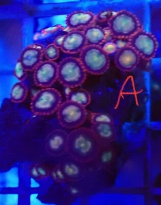 WYSIWYG Zoas Marine Coral Soft Corals Reef - Picture 1 of 1