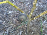 5 LSU Scott's Black Fig Tree Cuttings