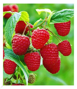 Rote Himbeeren TwoTimer Sugana 3 Himbeerpflanzen Rubus idaeus 2x Ernten - Bild 1 von 3