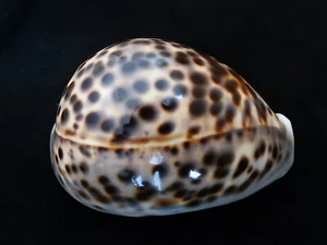 Sea shell Cypraea tigris 104.4mm ID#5474 - Picture 1 of 6