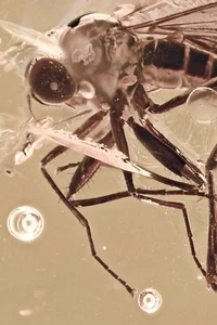 HUGE Great DAGGER FLY Empis & More Fossil Genuine BALTIC AMBER + HQ Pic 240807 - Picture 1 of 9