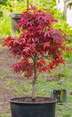 Acer Tree Japanese Maple Red 3L Pot 60cm H Delivered to your door - Image 1 of 4