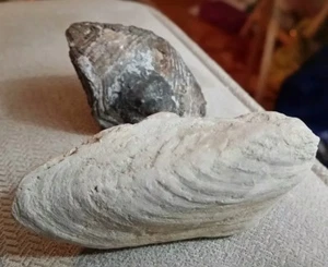 2 cáscaras de moluscos fósiles - Imagen 1 de 11