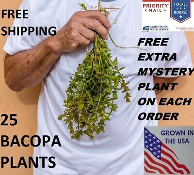 25 Bacopa Plants Live Aquarium Plants Aquascaping Planted Tank Beginner Easy • 13.99$