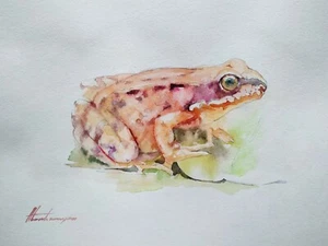 Frog, Animal, Watercolor artwork, Handmade, Original painting on paper - Picture 1 of 1