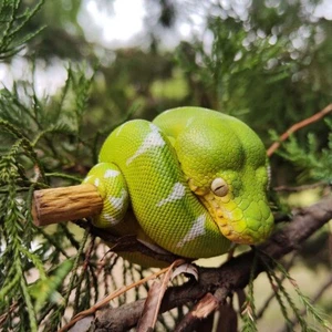 【In magazzino】 Corpo celeste animale albero di smeraldo boa corallus caninus statua serpente - Foto 1 di 9