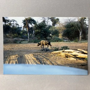 Foto d'epoca trovata su safari Kenya Rift Valley bufalo d'acqua funzionante - Foto 1 di 2