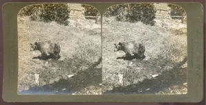 USA STEREO - Ours Grizzly in Yellowstone Park - Vintage 1907 - Imagen 1 de 1
