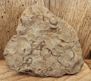 Fossil Sea Shells- AQUATIC PLATE-MATRIX 5 1/2 X 6 INCHES FROM WEST VIRGINIA - Picture 1 of 7