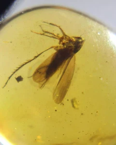 Fósil Cretácico Ámbar birmano Burmita Cicada insecto ámbar fósil Myanmar - Imagen 1 de 6