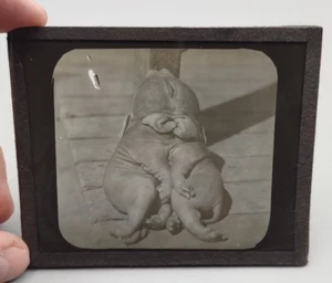 Antique Glass Photo Negative Siamese Pig 3.25"x4" - Picture 1 of 5