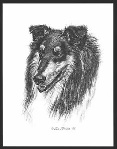#331 TRI COLOR COLLIE Portrait Hund Kunstdruck * Feder- und Tuschezeichnung * Jan Jellins - Bild 1 von 1