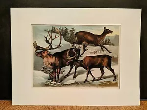 1880 Henry J Johnson Karibu Rentier Teller XL Ungulata Kunstdruck mattiert - Bild 1 von 6