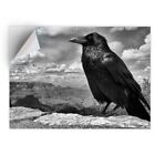 1 x Vinyl Sticker A4 - Black Raven Crow Bird Horror #8109
