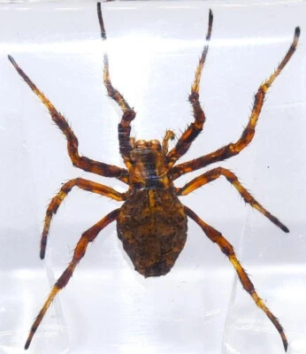 38mm Real Wolf Spider in Clear Lucite Resin Preserved Arachnoids Specimen Block - Image 1 of 4