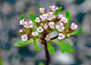 Stylewort (Levenhookia chippendalei) 25 Seeds - Picture 1 of 3