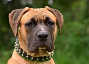 Bestia studded dog collar. 2.5 inch wide. M-XXL. 100% Leather. Handmade in EU - Picture 1 of 13