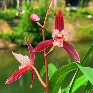 Cym. ensifolium 'Nen Nen Kou' โ Fragrant Red Orchid, Easy Care, No Ship to CA - Picture 1 of 7