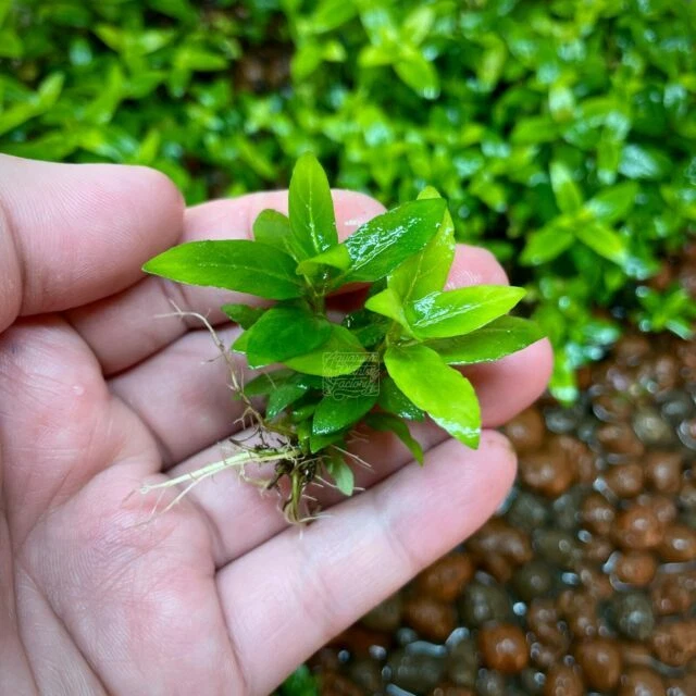 Aquarium Plants Factory Staurogyne Repens Clump Live Aquarium Plants Freshwater Foreground
