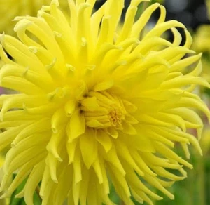 Dahlia : Yellow Cacti: $38.90 For 2 Bulbs : Free Postage - Bild 1 von 1