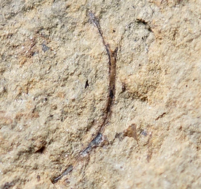 Rare unknown big Silurian oldest early land plant with very unusual sporangium ! - Image 1 of 4