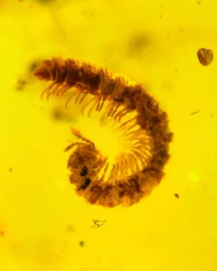 Burmite Fossil Cretaceous amber millipede insect Burmese Fossil amber Myanmar - Picture 1 of 5