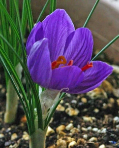 Saffron Absolute, Crocus sativus, 100% Pure Flower Extract, Perfume, Perfumery - Picture 1 of 12