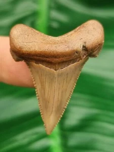 3,8 cm dente di Carcharocles Angustidens - fossile di dente di squalo - Foto 1 di 2