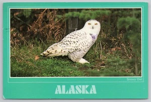 Alaska Schneeeule um 1987 Postkarte - Bild 1 von 2