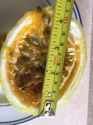 10"-12" TALLOrganic PASSIFLORA EDULIS FLAVICARPA (LILIKOI) LIVE PLANTS. MARACUYA - Image 1 of 4