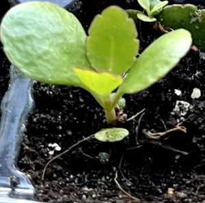 Original Miracle Leaf Baby Plant, Bryophyllum pinnatum, Tameawu, Abamoda plant - Picture 1 of 3